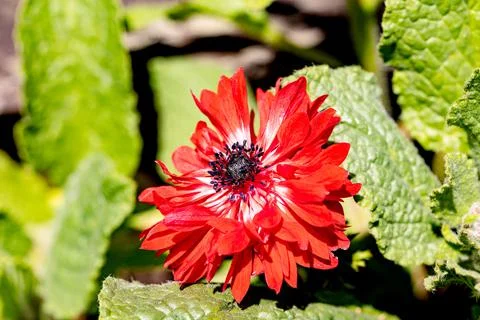 Gemüsebeet mit einer roten Anemone Stock Photos