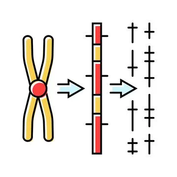 Gene mapping cryptogenetics color icon vector illustration イラスト素材