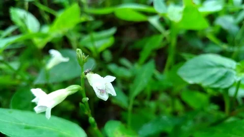 General black ant on white grass flower, 4K with mobile Stock Footage 83107975