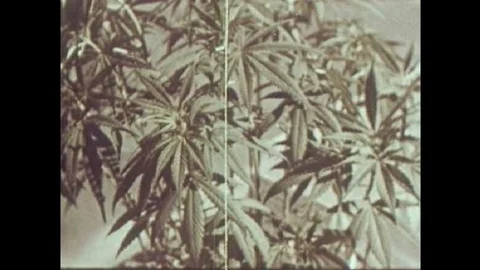 The general characteristics of identifying marijuana plants and marijuana''s Stock Footage 106906463