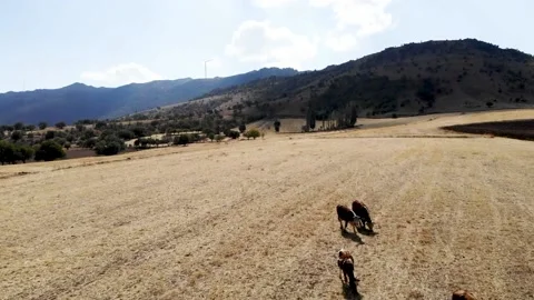 General drone view of the steppe and cows Stock Footage 144976039
