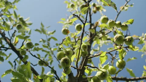 General frame green apples ripened in the rays of the summer sun Stock Footage 237786415