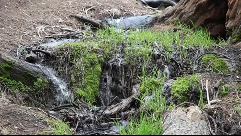 General Grant Grove Stock Footage 6530047