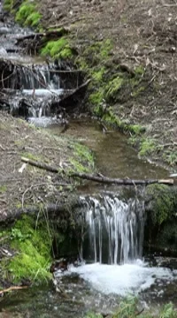 General Grant Grove Stock Footage 8646882