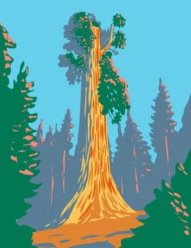 The General Grant Tree a Giant Sequoia in the General Grant Grove Section of  Illustrazione stock