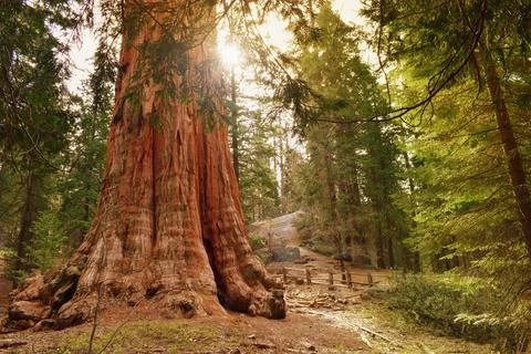 The General Grant tree, the largest giant sequoia. Sequoia &amp; Kings Canyon Nat Stock Photos