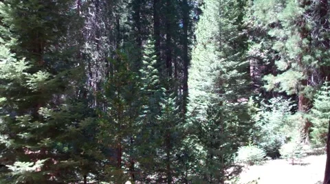 General Grant Tree - Pan left to trunk Stock Footage 39963034