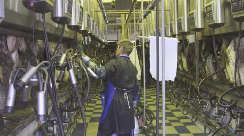 General plan aided management of milking dairy cattle breeds Stock Footage 63873616