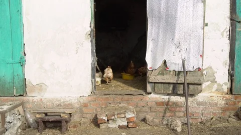 The General plan of the chicken coop in which the chicken walk Stock Footage 105211674