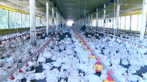 General plan of the chickens inside the aviary Video stock 37119434