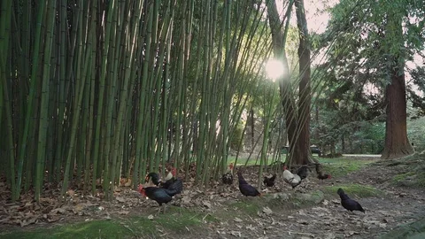 General plan decorative chickens graze on meadow near bamboo. Sun beautifully 库存影片 113913307