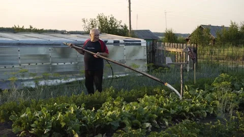 General plan of grandpa watering beetroot on a sunny summer day in the garden 库存影片 135759997