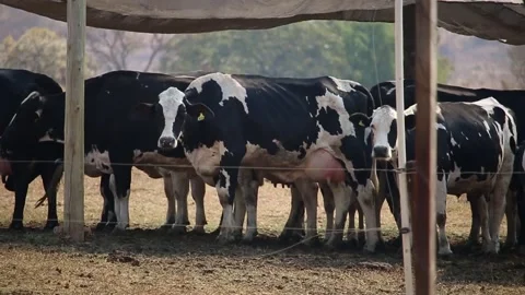 General plan image of milk cows confined to pasture during the dry season. Fa Video stock 133610462