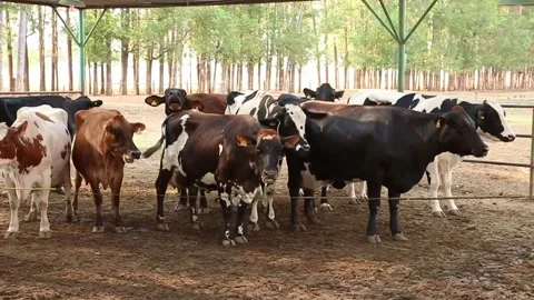 General plan image of milk cows confined to pasture during the dry season. Fa Video stock 133610508