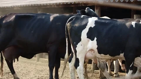 General plan image of milk cows confined to pasture during the dry season. Fa Stock Footage 133610534