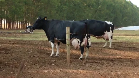 General plan image of milk cows confined to pasture during the dry season. Fa Video stock 133610566