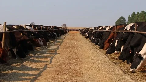 General plan image of milk cows confined to pasture during the dry season. Fa Video stock 133610580