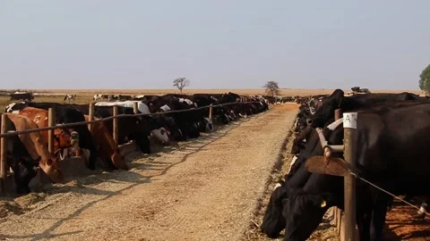 General plan image of milk cows confined to pasture during the dry season. Fa Stock Footage 133610679