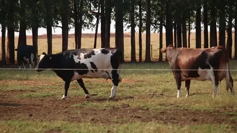 General plan image of milk cows confined to pasture during the dry season. Fa Video stock 133610699