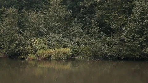 The General plan, the river in the forest Stock Footage 82991889