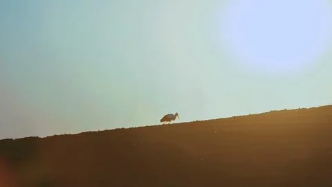 The general plan of a stork at sunset walks through a plowed, dusty field. Stock Footage 128369522