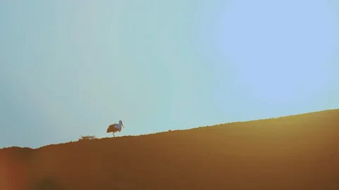 The general plan of a stork at sunset walks through a plowed, dusty field. Stock-Footage 128369714