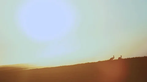 The general plan of a stork at sunset walks through a plowed, dusty field. Stock Footage 128369747
