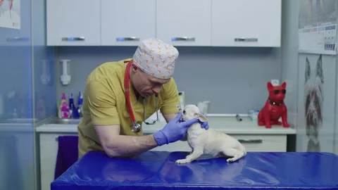 General plan of the veterinary office during the examination of the pet. Stock Footage 245943535