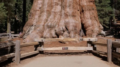 General Sherman - The biggest tree in the world, Sequoia Park, California, USA Stock Footage 98262006