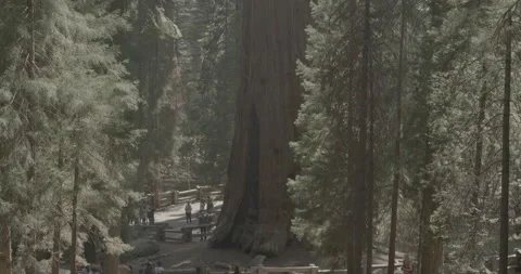 General Sherman Giant Sequoia Tree Stock Footage 168952357