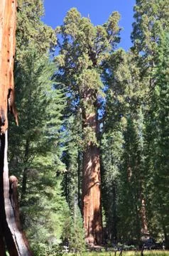 General Sherman Stock Photos