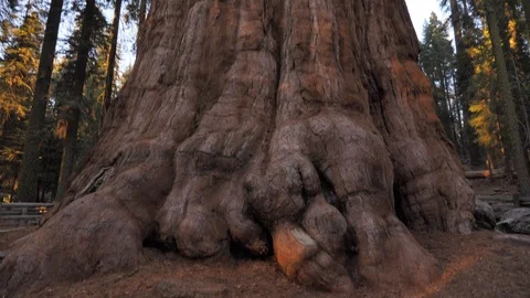 General Sherman Sequoia tree Low angle Stock Footage 99606749