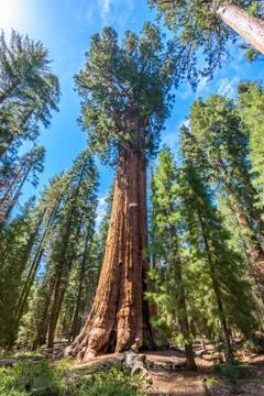 General Sherman Tree - the largest tree on Earth, Giant Sequoia Trees in Sequ Photos