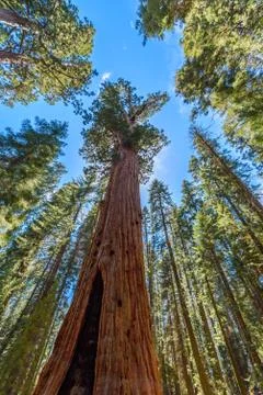 General Sherman Tree - the largest tree on Earth, Giant Sequoia Trees in Sequ Photos