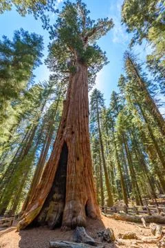 General Sherman Tree - the largest tree on Earth, Giant Sequoia Trees in Sequ Fotos de archivo