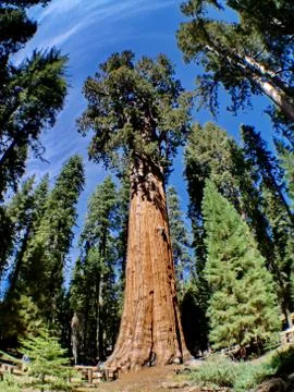 The general sherman tree located in sequoia national park Stockfoto's