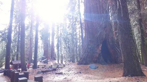 General Sherman tree on a sunny fall day in giant forest Stock Footage 88874041