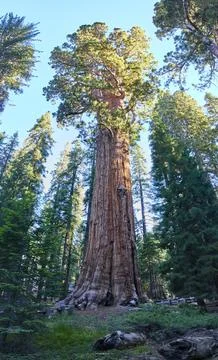 General Sherman Tree Towering Sequoia Forest Sequoia National Park California Foto stock