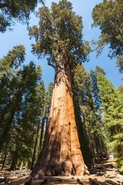 General Sherman tree which is the largest tree in the world in Giant Forest Stock Photos