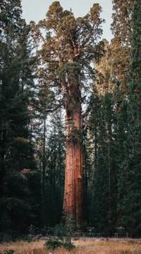 General Sherman, World Largest Tree, Sequia National Park Stock Photos
