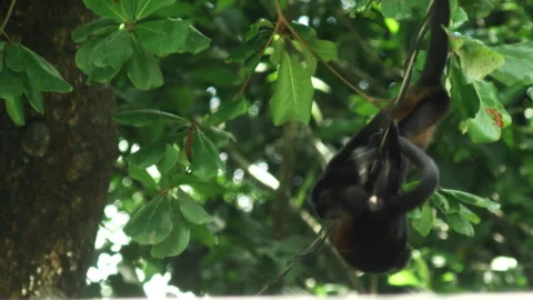 general shot of monkeys climbing tree | Stock Video | Pond5