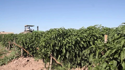 General shot of Tractor from the back watering a plot 스톡 동영상 130041972