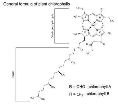 General structural chemical formula of plant chlorophyll molecules Stock Illustration