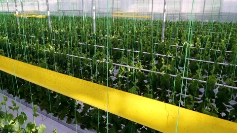 General top view of the greenhouse complex Stock Footage 108726156