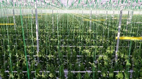 General top view of the greenhouse complex Видео 108726168