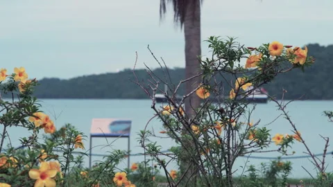 General view of bushes with yellow flowers in front of bay and boats Stock Footage 345152189