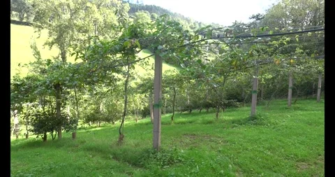 General view of climbing plants with hardy kiwifruit growth support growing Stock Footage 289811003