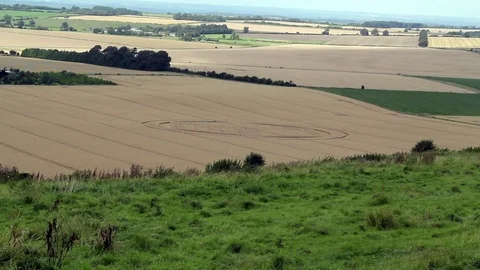 General view of cornfield and crop circle. Stock Footage 81478876