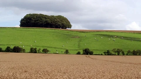 General view of cornfield with hill and tree in background. Stock Footage 81460988