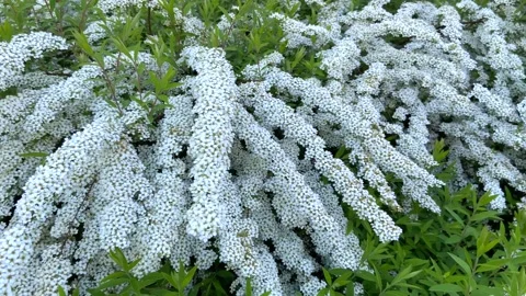 General view of  flowering branch Spiraea Van Guta Stock Footage 245548800